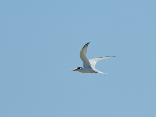 Charrancito común (Sternula albifrons)