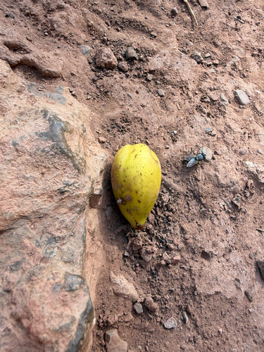 Argan tree