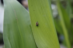 Harmonia axyridis