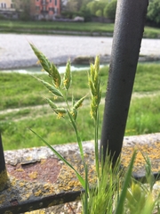 Bromus hordeaceus