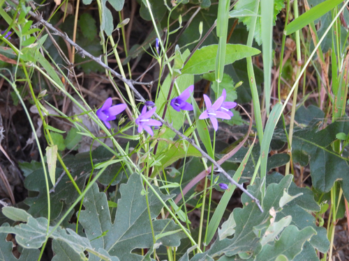 Campanula lusitanica, photograph 5