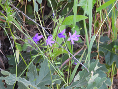 (c) ManOnEarth, some rights reserved (CC BY) Campanula lusitanica, photograph (c) ManOnEarth, some rights reserved (CC BY)