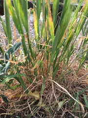 Bromus hordeaceus