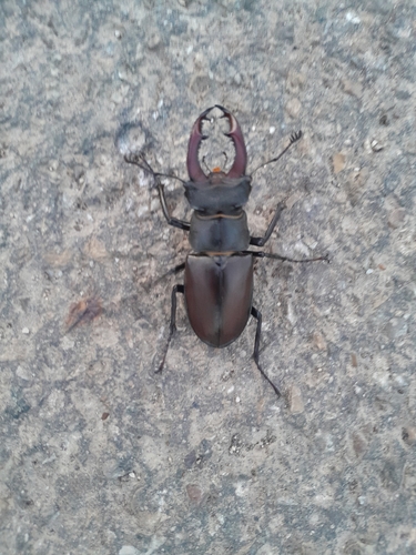 European Stag Beetle