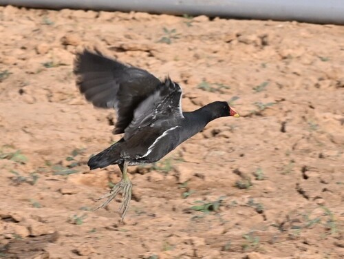 Common Moorhen
