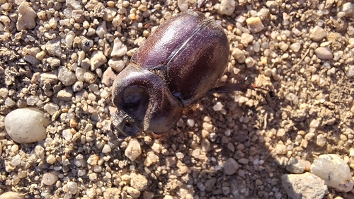 Phyllognathus excavatus