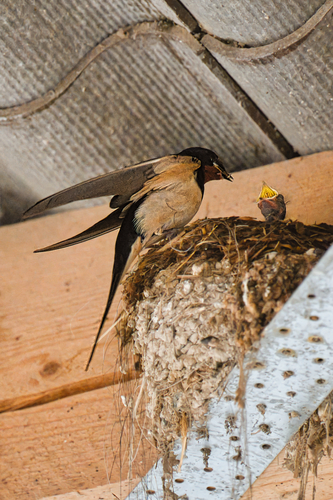 Barn Swallow