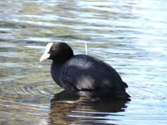 Fulica atra