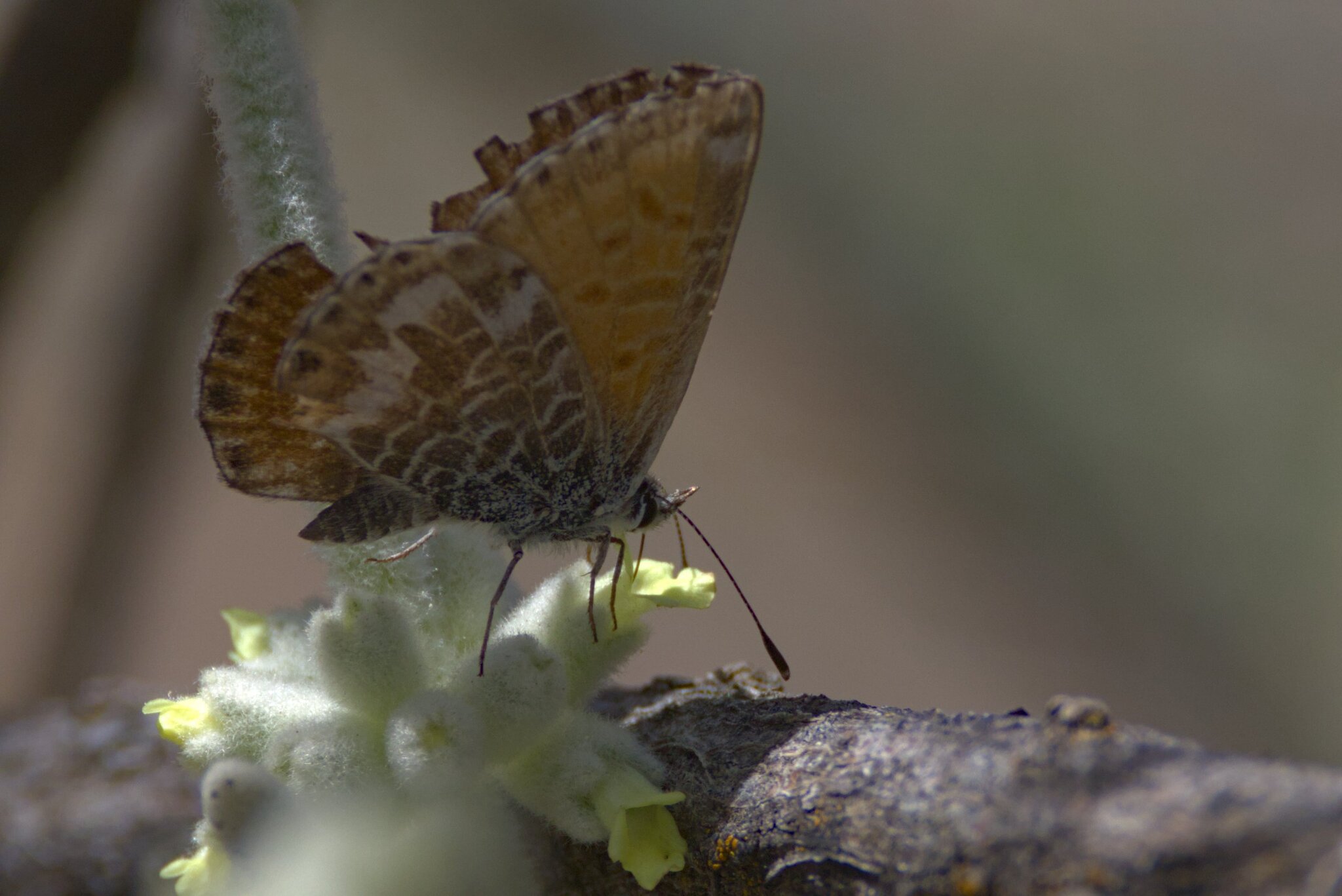 Manto de Canarias