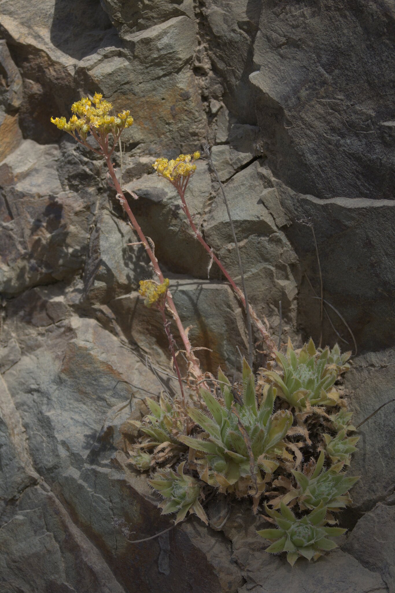 Gongaro flor de piedra