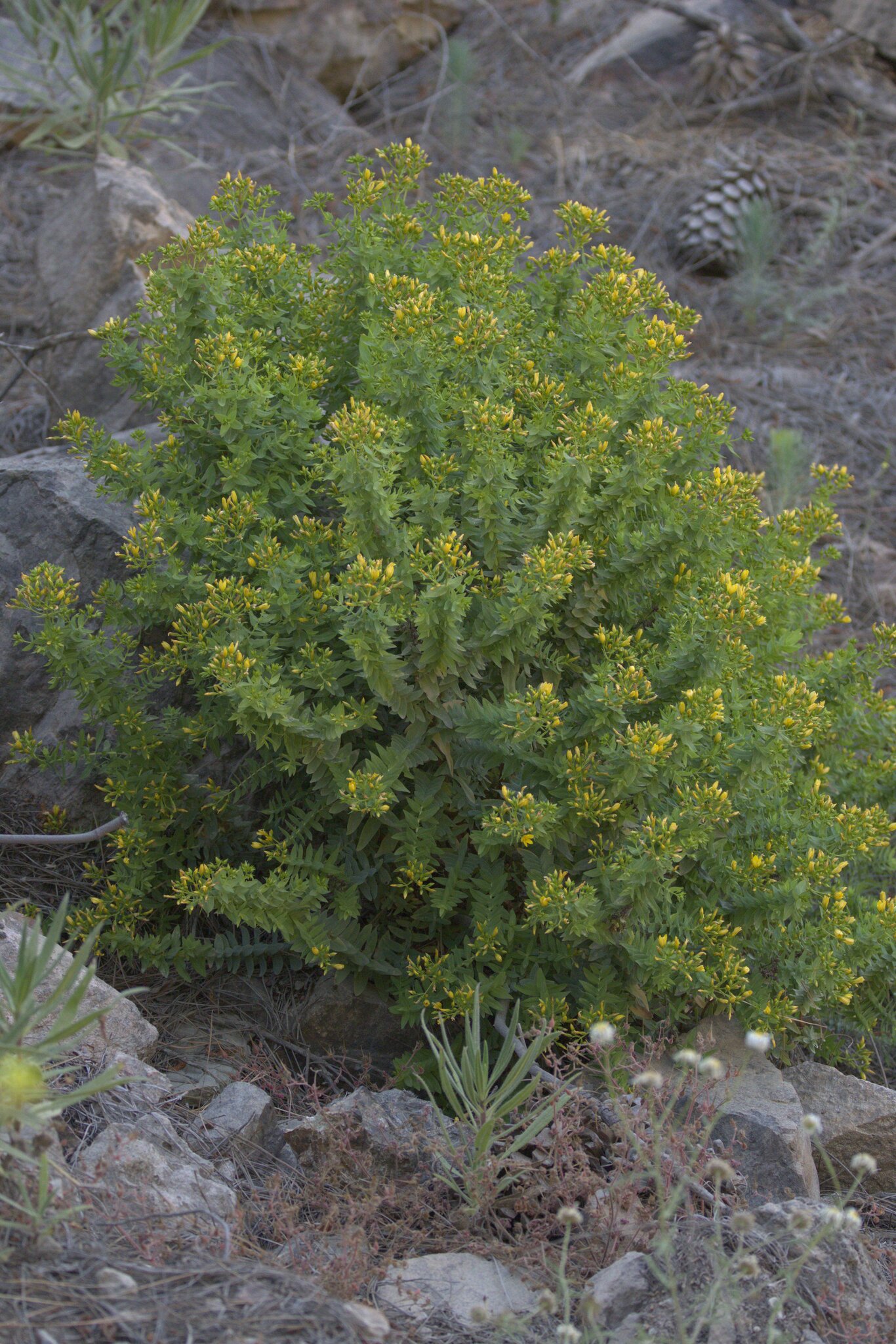 Hypericum reflexum
