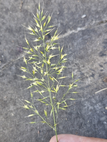 Yellow Oat-grass