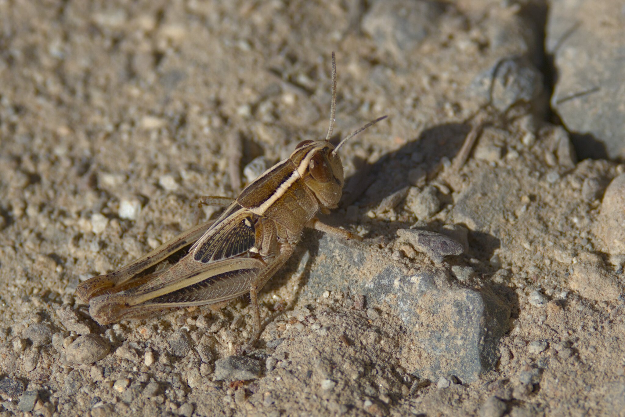 Calliptamus plebeius