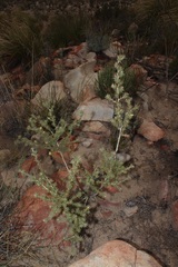 Aspalathus spicata