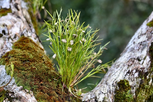 Elleanthus graminifolius (Barb.Rodr.) Løjtnant