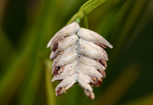 Elleanthus graminifolius (Barb.Rodr.) Løjtnant 2