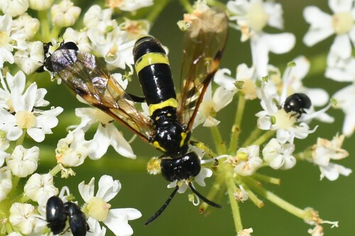 Small Wasp-sawfly