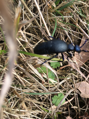 Meloe proscarabaeus