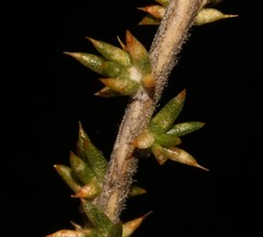 Aspalathus rostripetala