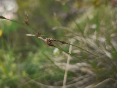 Carex mucronata, photograph (c) arthur_haendler, some rights reserved (CC BY)