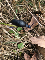 Meloe proscarabaeus