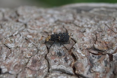 Platyrhinus resinosus