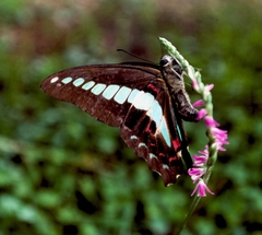 Graphium sarpedon nipponum