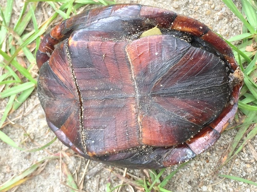 Striped Mud Turtle