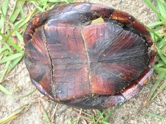 Striped Mud Turtle photo 3