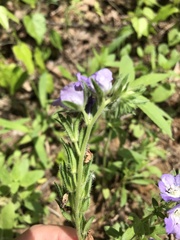 Phacelia patuliflora