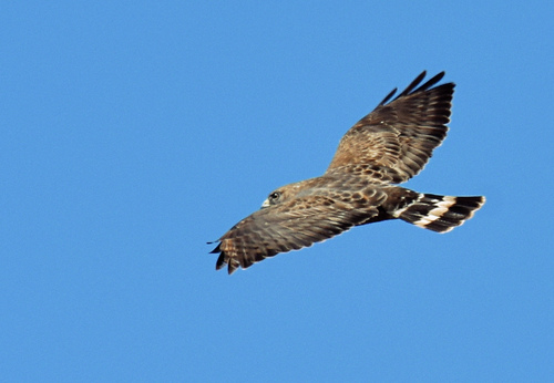 Guaraguao de Bosque (Buteo platypterus)