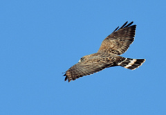 Broad-Winged Hawk photo 2