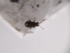 Stygnocoris fuligineus