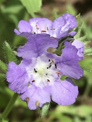 Phacelia patuliflora