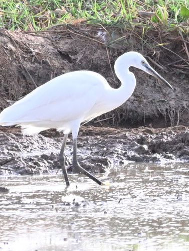Little Egret