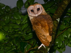 Red Owl photo 2