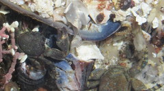 Petrolisthes cinctipes