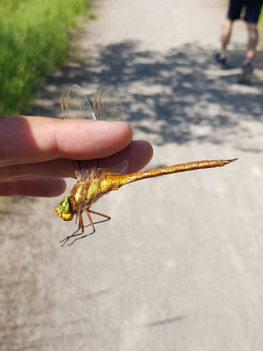 Norfolk Hawker