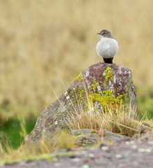 Muscisaxicola alpinus