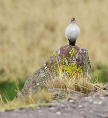 Muscisaxicola alpinus