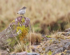 Muscisaxicola alpinus