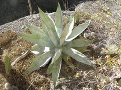 Agave titanota