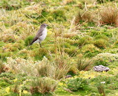 Muscisaxicola alpinus