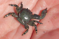 Petrolisthes cinctipes