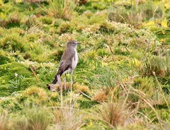Muscisaxicola alpinus