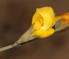 Lebeckia pauciflora