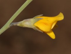 Lebeckia pauciflora