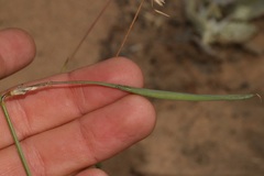 Lebeckia pauciflora