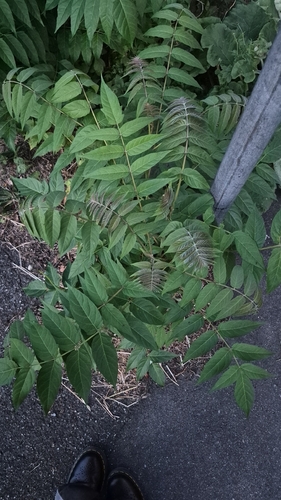 tree-of-heaven
