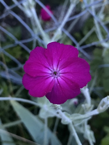 Rose campion